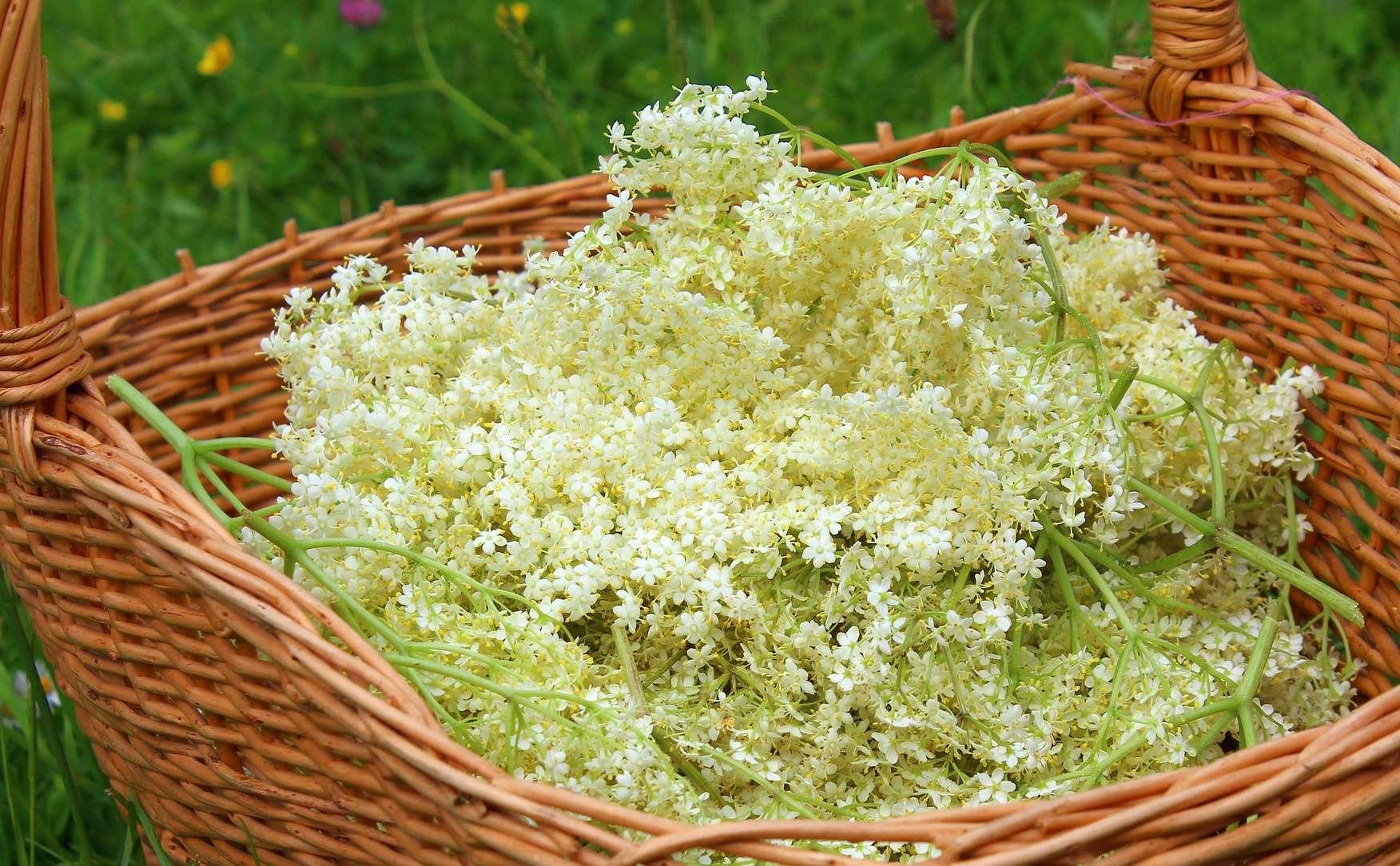 BIO Holunderblüten Likör 0.1 l, 18 vol%